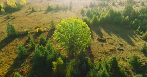 Large oak zoom out Stock Footage 256918833