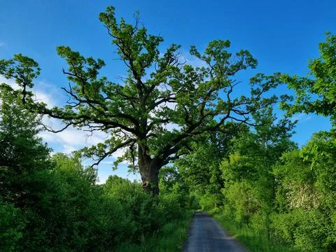 Large oaks by the road. Foto stock
