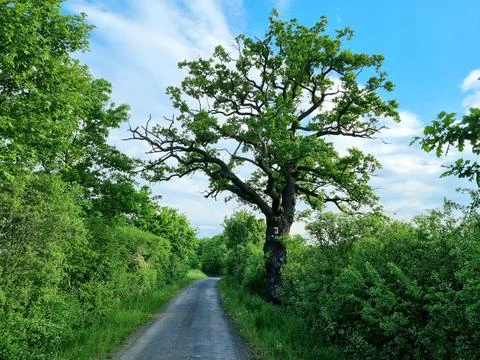 Large oaks by the road. Photos