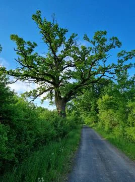 Large oaks by the road. 스톡 사진