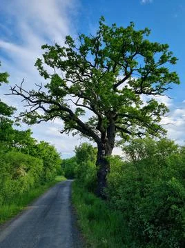 Large oaks by the road. Foto stock