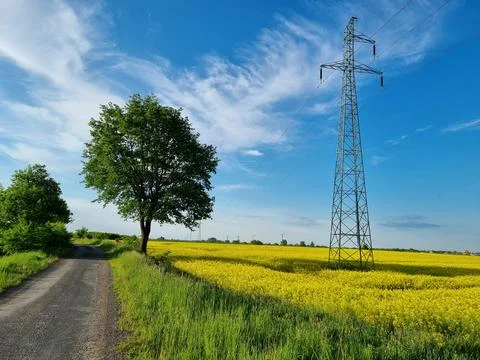 Large oaks by the road. Foto stock