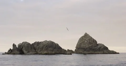 Large Ocean Rockforms Surrounded By Seagulls Video stock 71134447