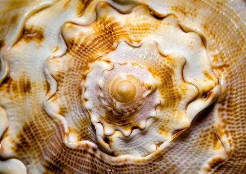 Large ocean shell pattern close up large ocean shell pattern detail close ... Stock Photos