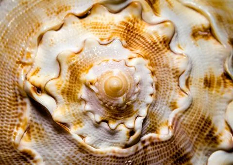 Large ocean shell pattern close up Fotos de archivo