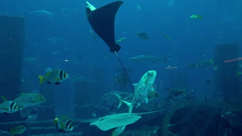 Large Oceanarium With Lots Of Fish. Stock Footage 151742534