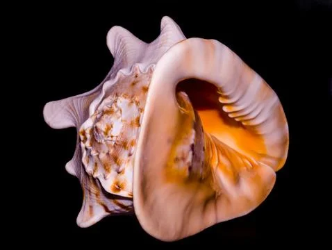 Large oceanic shell entirely on a black background Stock Photos