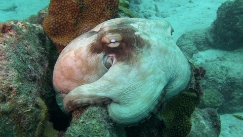 Large octopus changes pattern Stock Footage 100252422