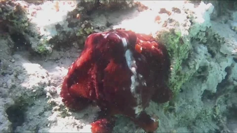 Large Octopus Changing Color While Moving Across Coral Reef 스톡 동영상 343729137