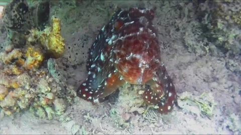 Large Octopus Changing Color While Moving Across Coral Reef Stock Footage 343729138