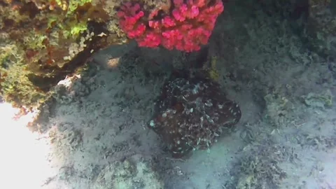 Large Octopus Changing Color While Moving Across Coral Reef Stock Footage 343729140