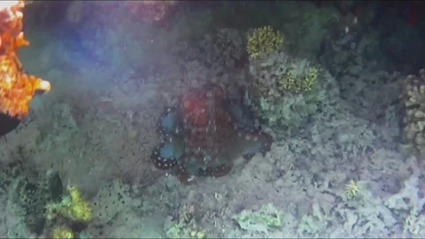 Large Octopus Changing Color While Moving Across Coral Reef Stock Footage 343729173