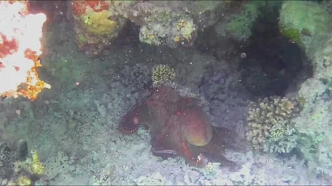 Large Octopus Changing Color While Moving Across Coral Reef Stock Footage 343729204