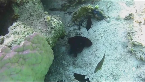 Large Octopus Foraging on the Seabed While Chased by Territorial Fish, Marsa Ala Video stock 343298696