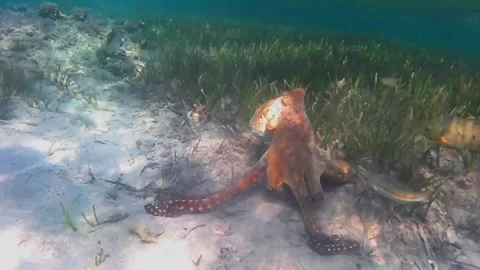Large Octopus Foraging Through Coral Reef Crevices and Changing Color for Camouf Stock Footage 342807591