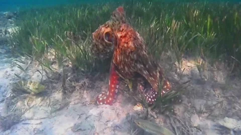Large Octopus Foraging Through Coral Reef Crevices and Changing Color for Camouf 스톡 동영상 342807790