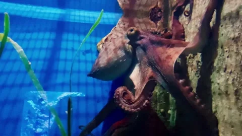 Large octopus in a large aquarium. Stock Footage 265664932