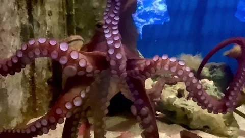Large octopus in a large aquarium. It moves its tentacles beautifully. Stock Footage 265896486