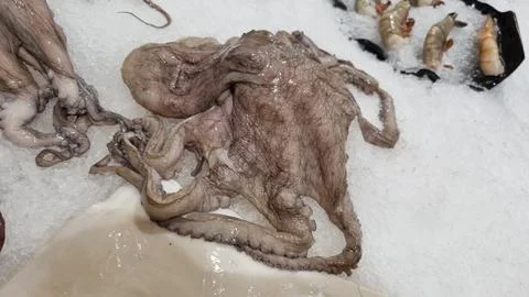 Large octopus with long tentacles at the surrounded by shrimp. Stock Photos