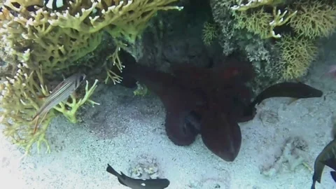 Large Octopus Moving Across Coral Reef and Watching Snorkeler Vídeos de archivo 344051277