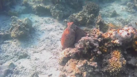 Large Octopus Moving Across Coral Reef and Watching Snorkeler 스톡 동영상 344395727