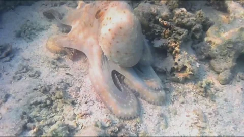 Large Octopus Moving Across Coral Reef and Watching Snorkeler Video stock 344395732