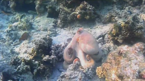 Large Octopus Moving Across Coral Reef and Watching Snorkeler Vídeos de archivo 344395742