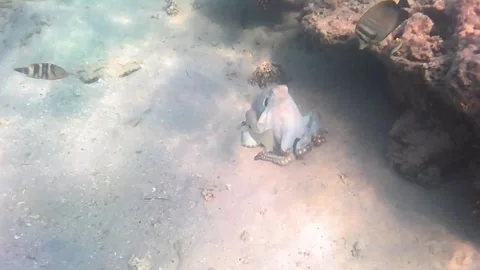 Large Octopus Moving Between Corals Close Up in Red Sea Stock Footage 339957694