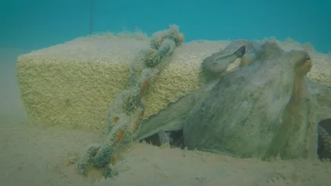 Large octopus in the sea hiding between rocks Stock Footage 146742561