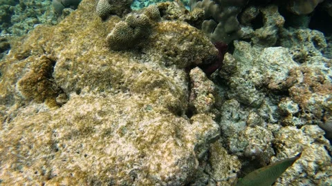 The large octopus under the reef changes color Stock Footage 147102890