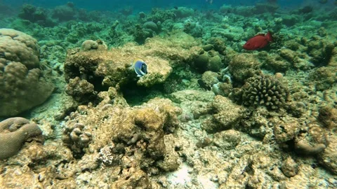 The large octopus under the reef changes color Video stock 147103350