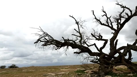 Large old and dead tree on dry desert land with angry sky and clouds Stock Footage 156706512