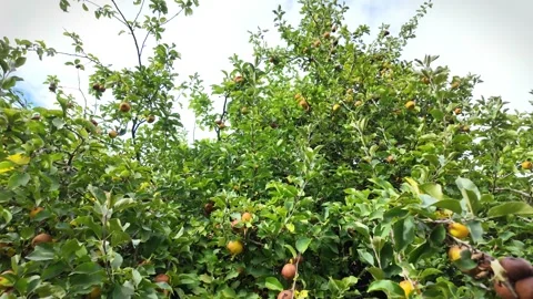 Large old apple tree growing wild with ripened apples waiting to fall. Stock Footage 346209466