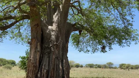 Large old baobab with mighty branches, a huge trunk and lush green foliage Video stock 170072301