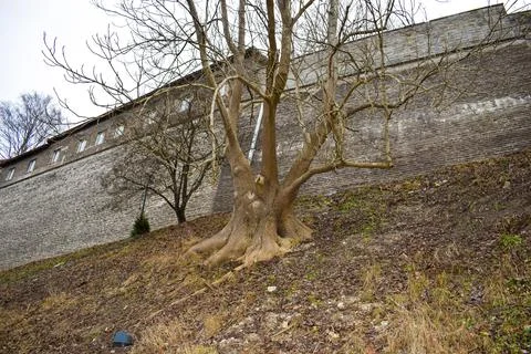 Large Old Bare Tree in Spring in Front of Historic Stone Wall Stock Photos