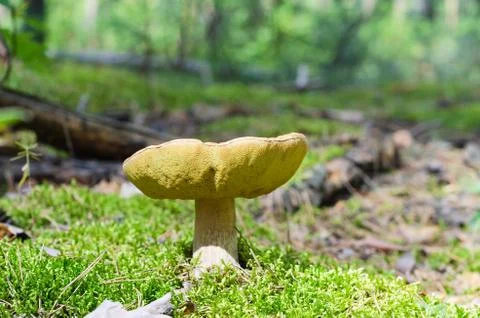 A large old boletus grows in the thicket of the forest Photos