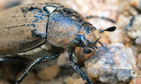 Large old brown Beetle on the ground, awesome insects macro photography Stock Photos