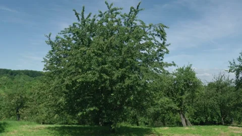 Large old cherry tree on traditional meadow orchard in summer, Stock Footage 331420639
