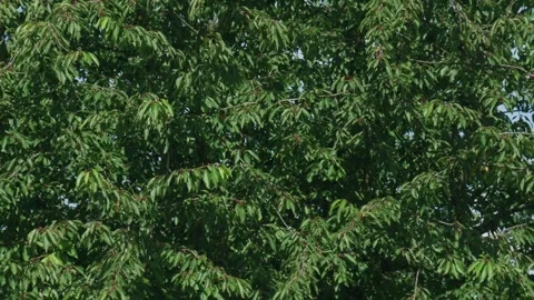 Large old cherry tree on traditional meadow orchard in summer, Stock Footage 331420651