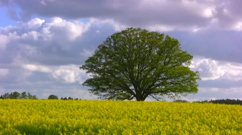 Large old common oak tree in yellow rapeseed field windy and moving clouds Video stock 57511050