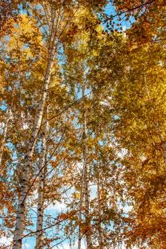 Large old dried trees with gnarled branches Stock Photos