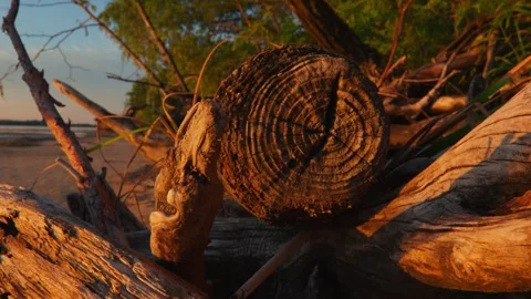 Large old dry tree lies on the seashore or log was thrown onto the seashore with Stock Footage 249475722