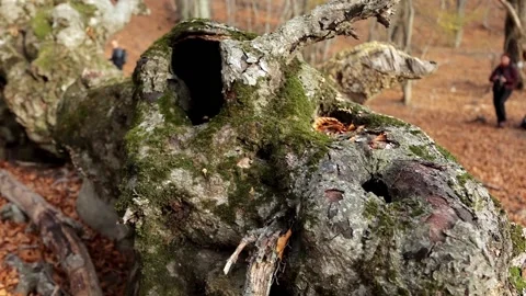 Large old fallen dry tree overgrown with green moss in a beech forest Stock Footage 170021526