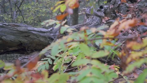 A large old fallen tree twisted dry with broken branches in the bushes. Video stock 143933372