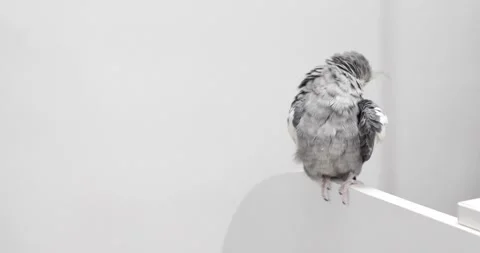 Large old gray and yellow parrot cockatoo with high bangs of feathers sits on Stock Footage 148687684