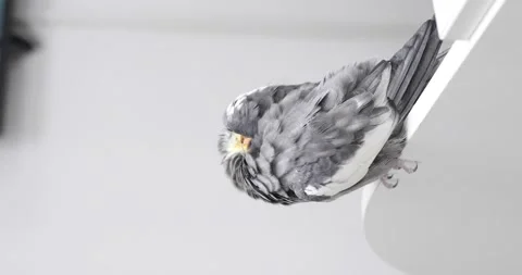 Large old gray and yellow parrot cockatoo with high bangs of feathers sits on Stock Footage 148687719