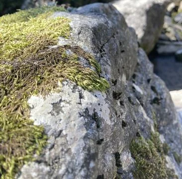 A large, old, gray stone is covered with green moss and vegetation. Stock Photos
