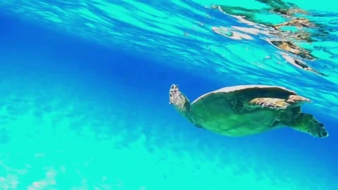Large Old Green Sea Turtle Breathing at Surface and Descending in Las Cabanas, R Stock Footage 340605783