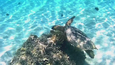 Large Old Green Sea Turtle Breathing at Surface and Descending in Las Cabanas, R Stock Footage 340605792