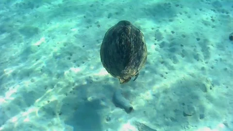 Large Old Green Sea Turtle Swimming and Surfacing for Air in Las Cabanas Lagoon, Video stock 341290654